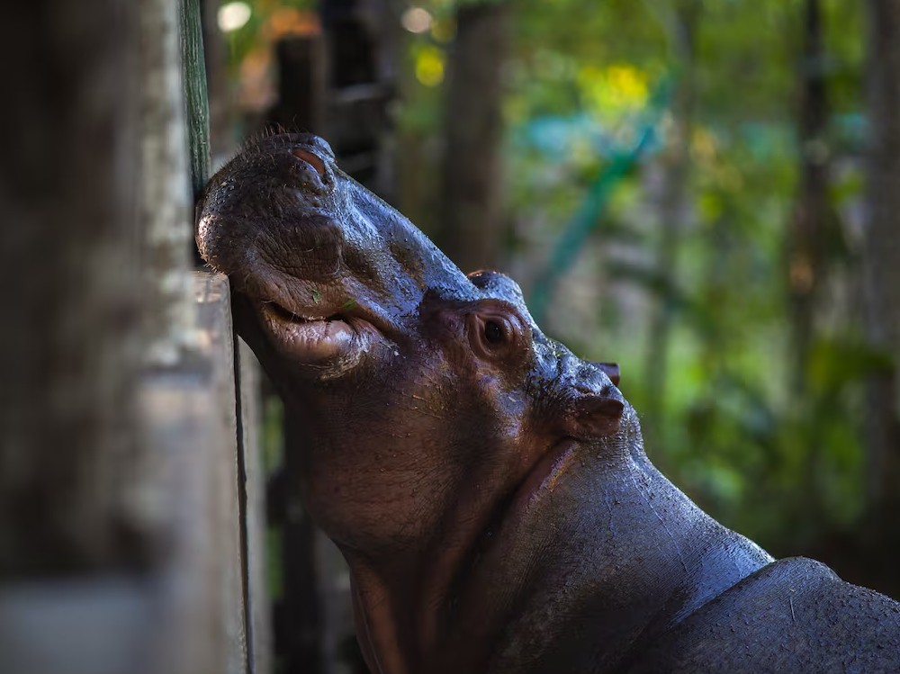Los hipopótamos de Pablo Escobar: por qué se plantea su sacrificio