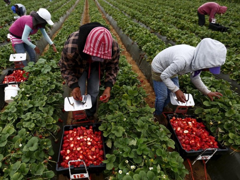 MAGA impulsa la agricultura familiar y beneficia a más de 112 mil pequeños productores en 2025