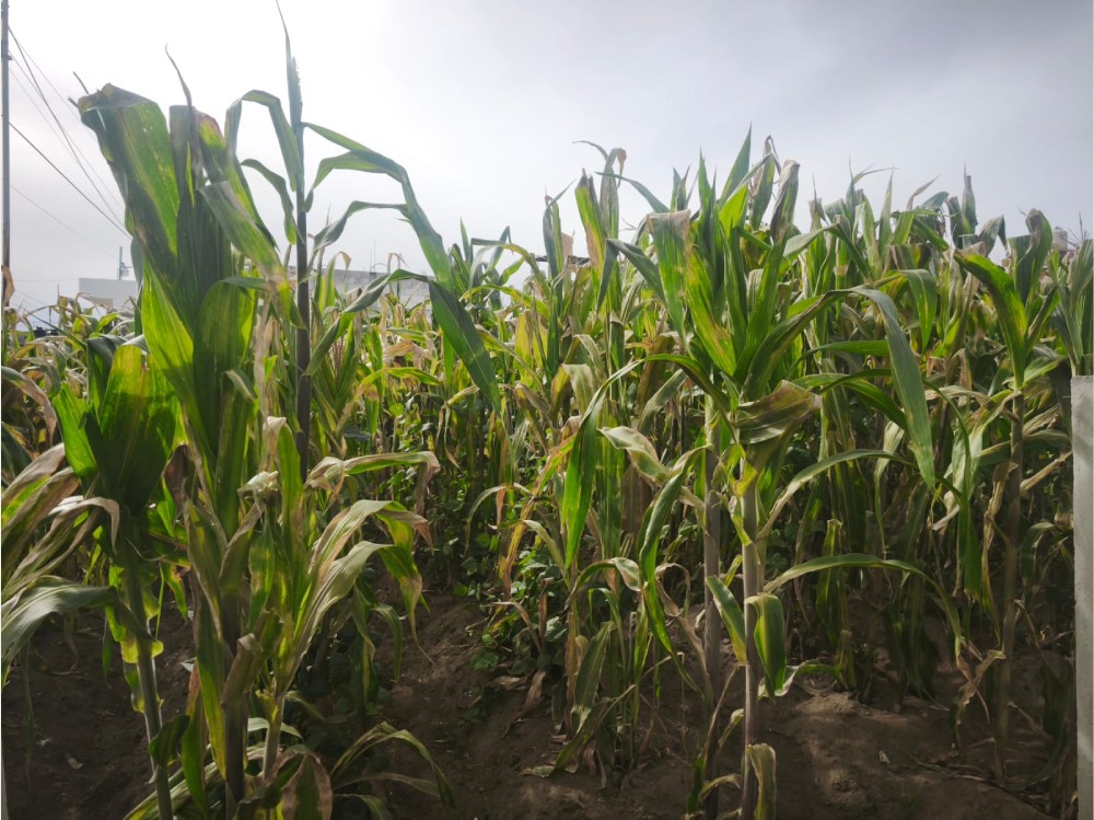 Maíz sería uno de los cultivos más afectados por la canícula y el fenómeno de El Niño en Quetzaltenango