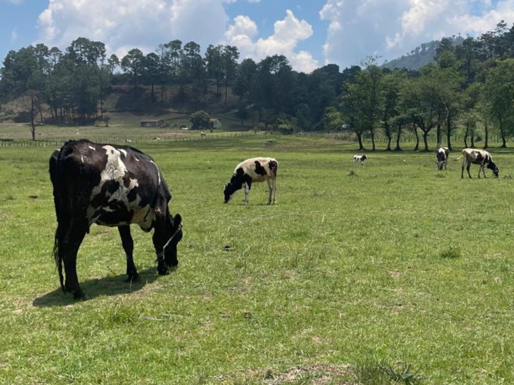 Más de 200 casos de gusano barrenador afectan al ganado en Quetzaltenango