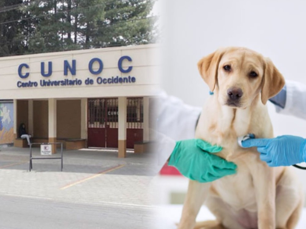 Medicina Veterinaria: la nueva carrera en el Cunoc para 2026
