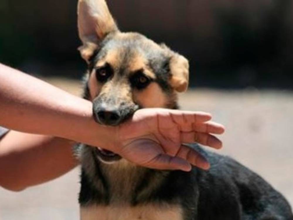 Mordeduras de perros en incremento en San Marcos