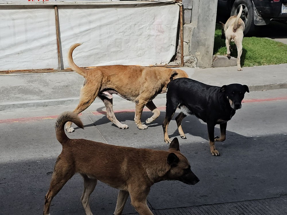 Mordeduras de perros en incremento en San Marcos