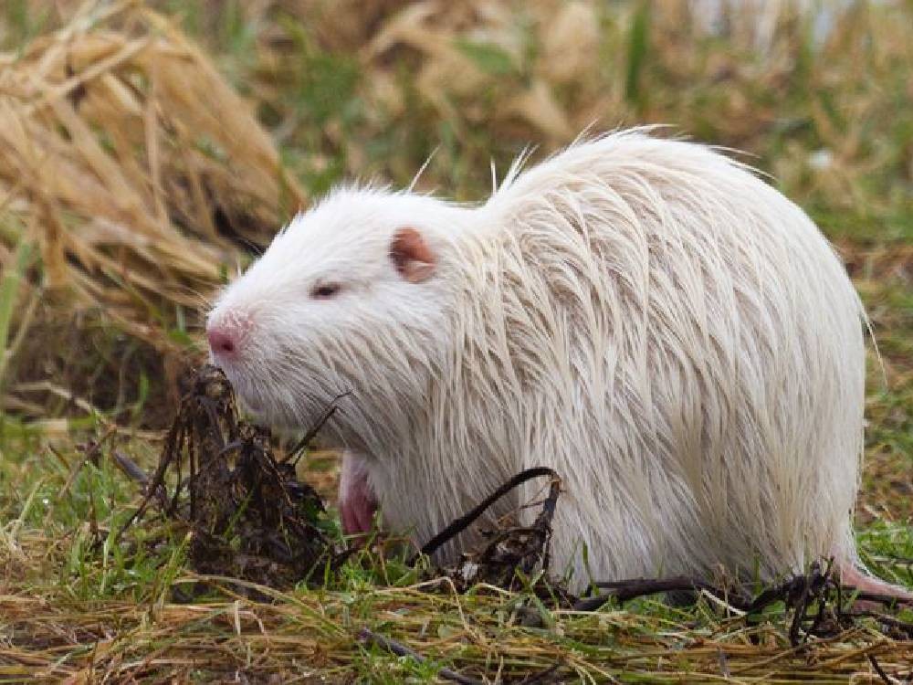 Naturaleza curiosa, avistamiento de capibaras albinos sorprende al mundo