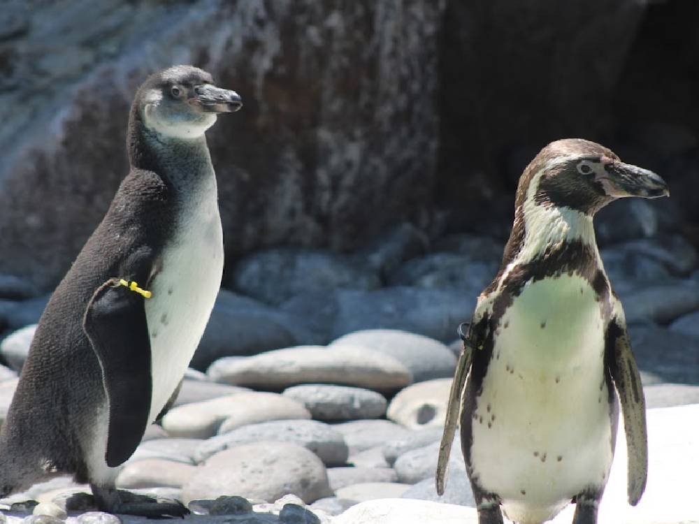 Nuevas crías de pingüinos de Humboldt fueron presentadas en el Zoológico La Aurora