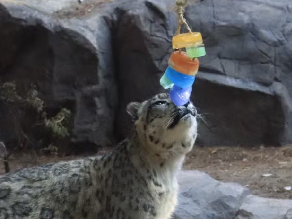 Ola de calor en México: aves deshidratadas son atendidas con aire acondicionado