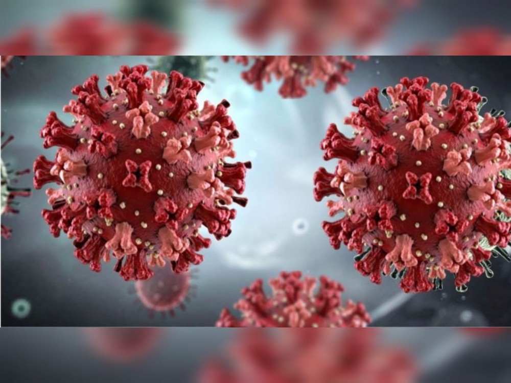 OMS: brote de hantavirus no se convertirá en pandemia