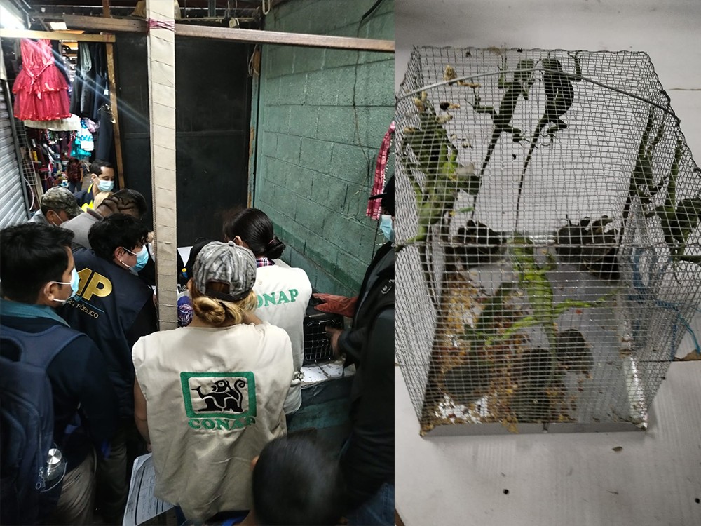 Operativo interinstitucional en el mercado El Guarda permite rescate de animales silvestres y exóticos
