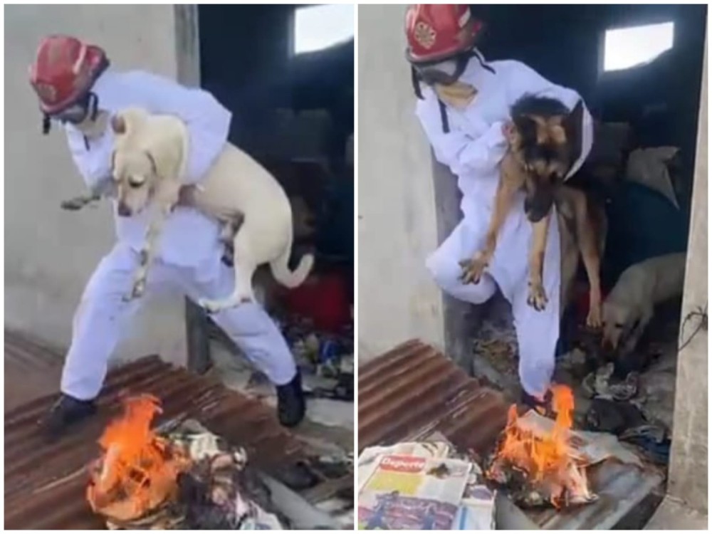 Perritos son rescatados de enjambre de abejas