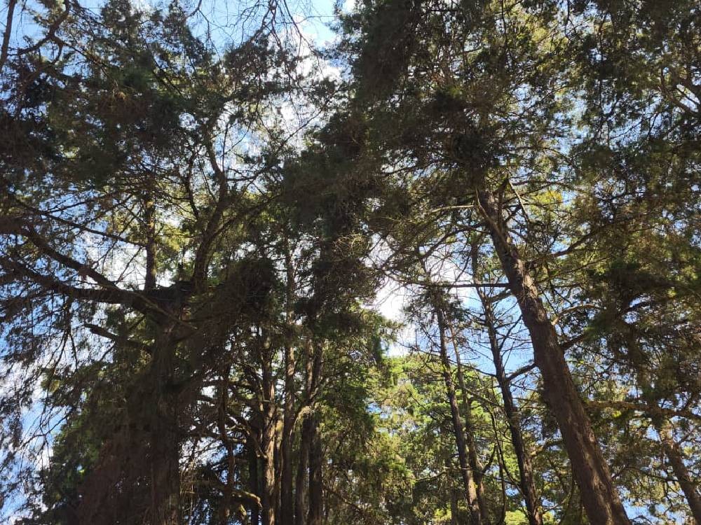 Piden proteger bosques municipales de San Pedro Sacatepéquez