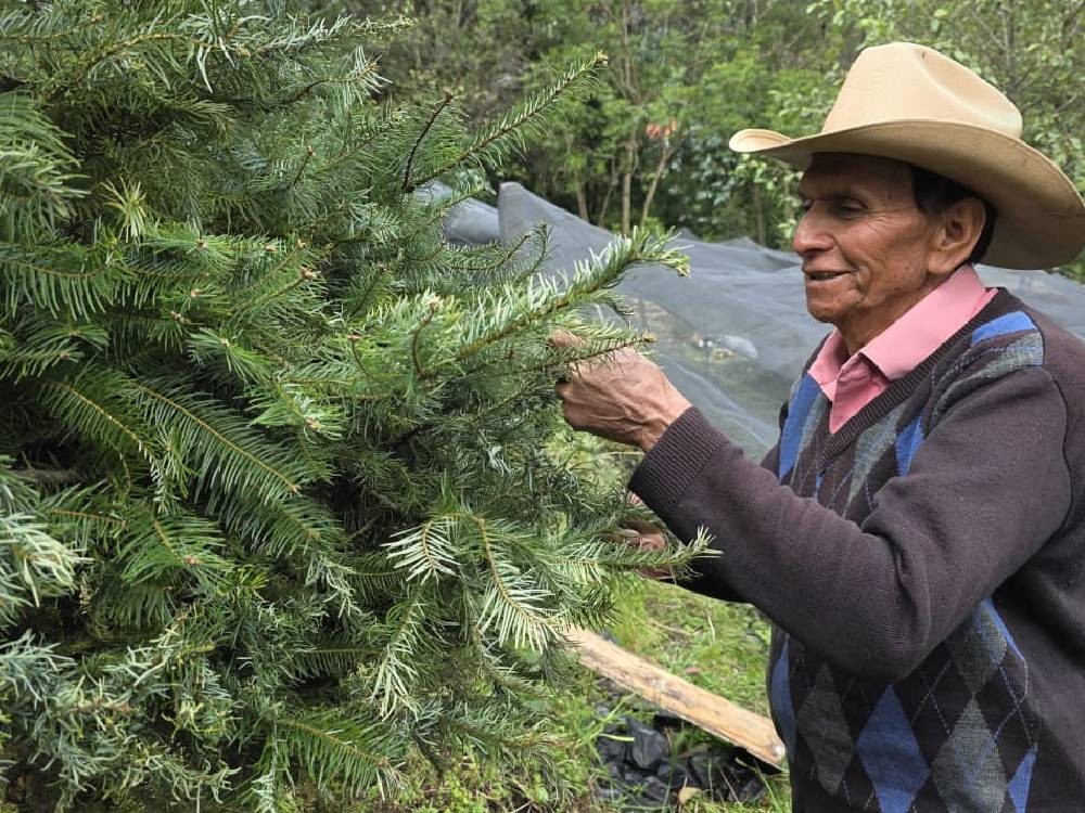Plantaciones de pinabete incrementan en San Marcos 