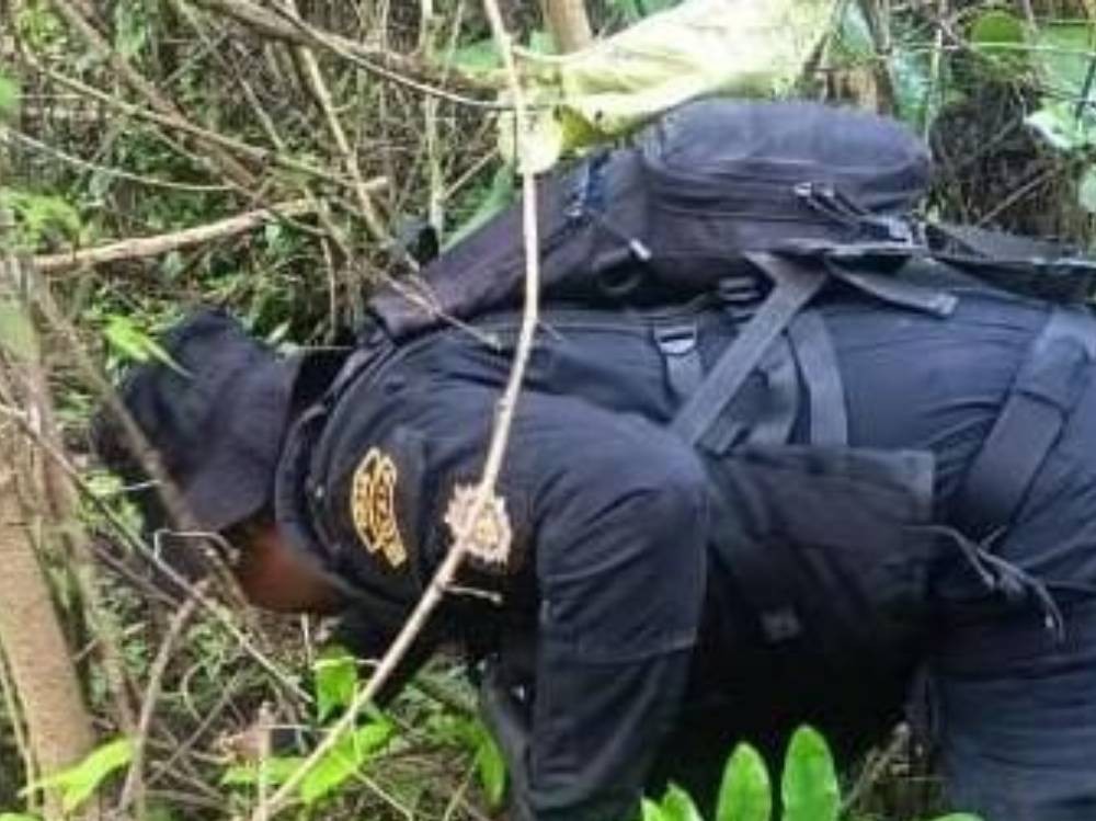 PNC erradica 14 mil 800 arbustos de hoja de coca en El Chal, Petén
