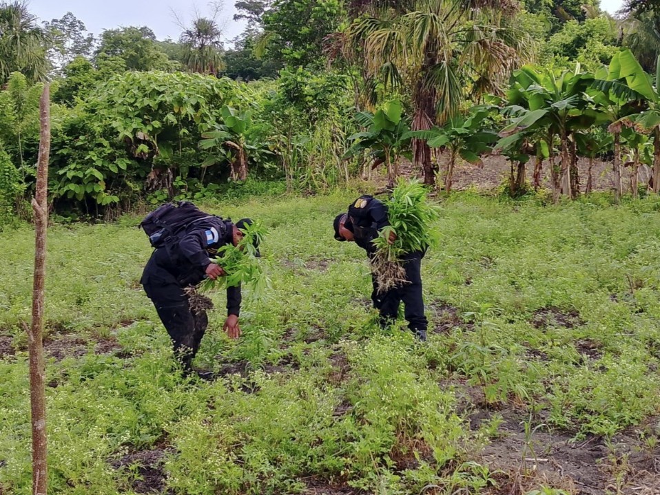 PNC erradica más de 17 mil matas de marihuana en Petén