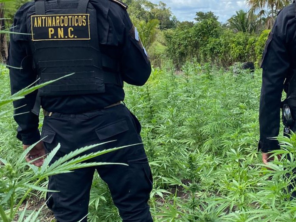 PNC localiza y destruye más de 50 mil matas de marihuana en Las Cruces, Petén