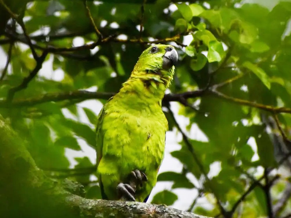 ¿Por qué se celebra el Día Mundial del Loro?  