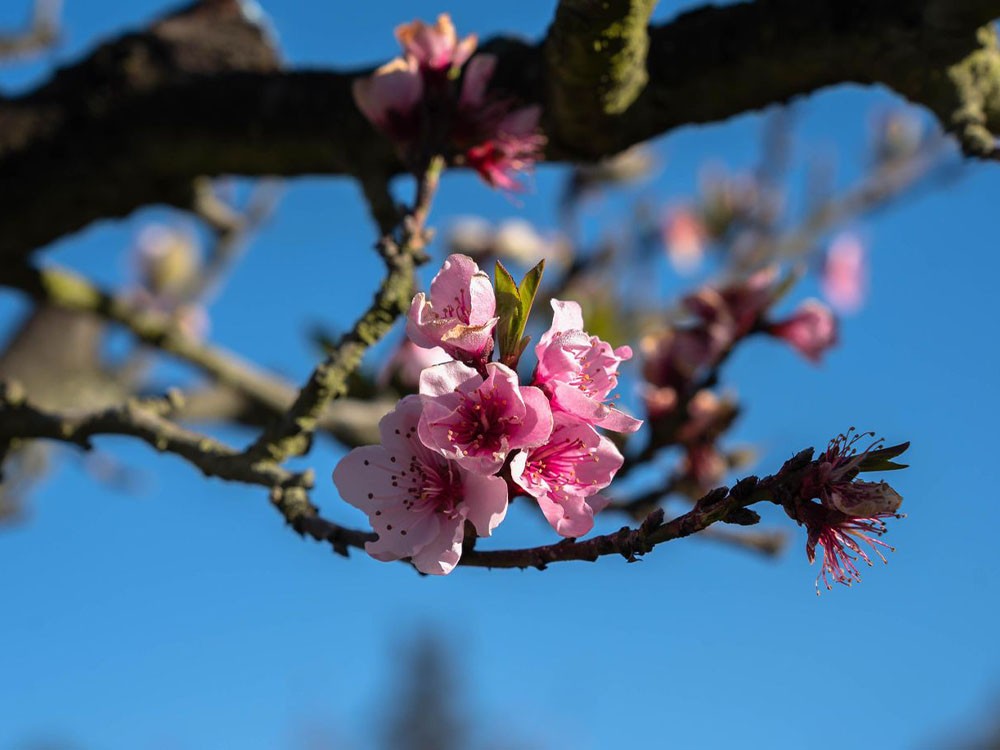 Preparan “Tour de la Floración” en Salcajá 