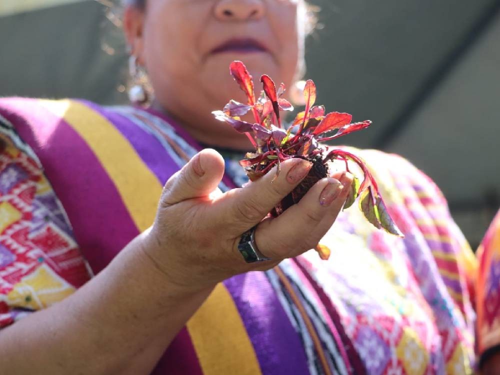 Proyecto de Huertos Municipales busca beneficiar a familias con pilones, asistencia técnica y tecnología agrícola