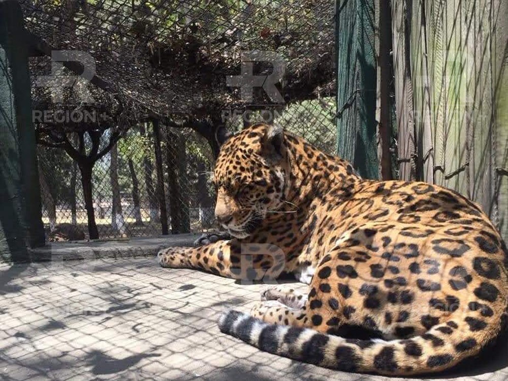 ¿Qué fue lo que ocurrió con “Constantino” el jaguar del Zoológico Minerva?