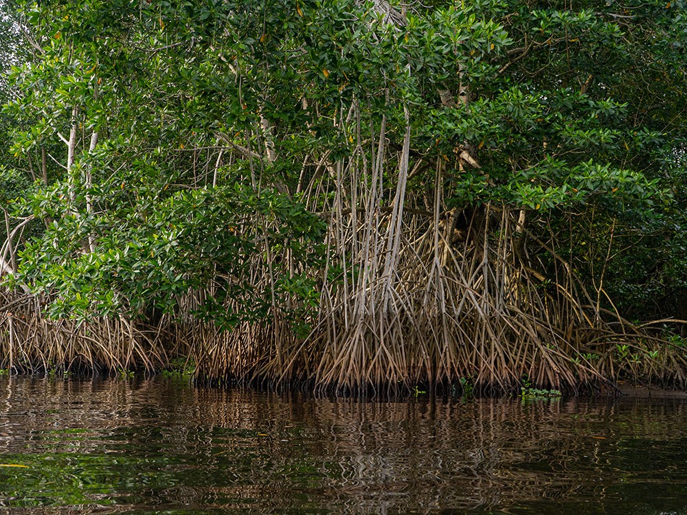 FOTOS | ¿Qué importancia tienen los bosques manglares ubicados en las costas del pacífico guatemalteco?
