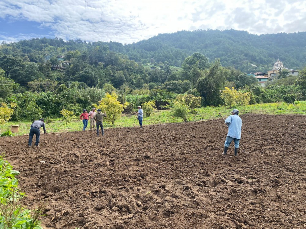 Realizan ensayo de cultivo de trigo en San Rafael Independencia