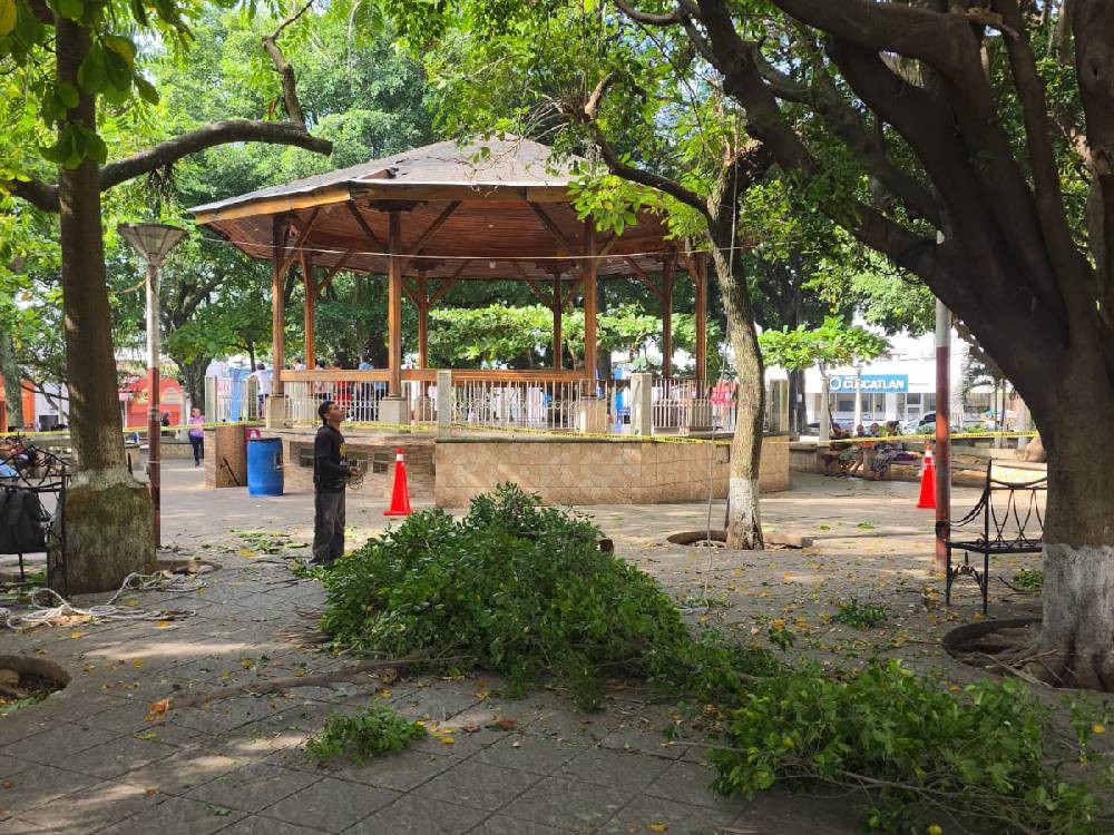 Realizan poda preventiva de árboles en el parque de Mazatenango