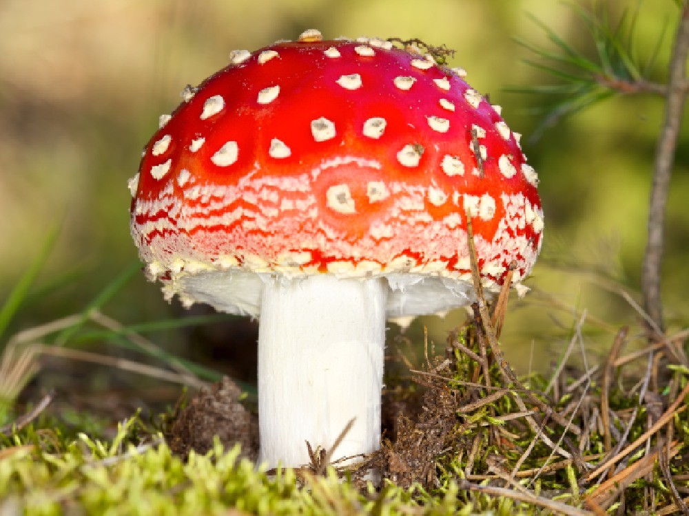 Recomiendan evitar el consumo de hongos silvestres