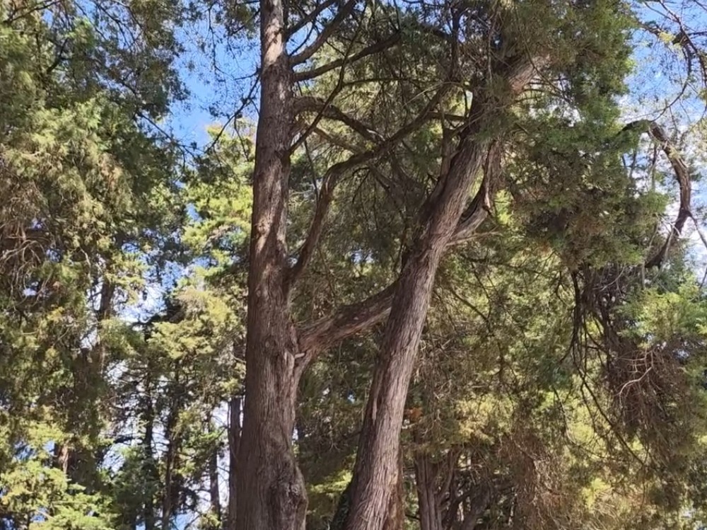 Refuerzan operativos de seguridad en astilleros municipales de San Pedro Sacatepéquez para frenar tala ilegal