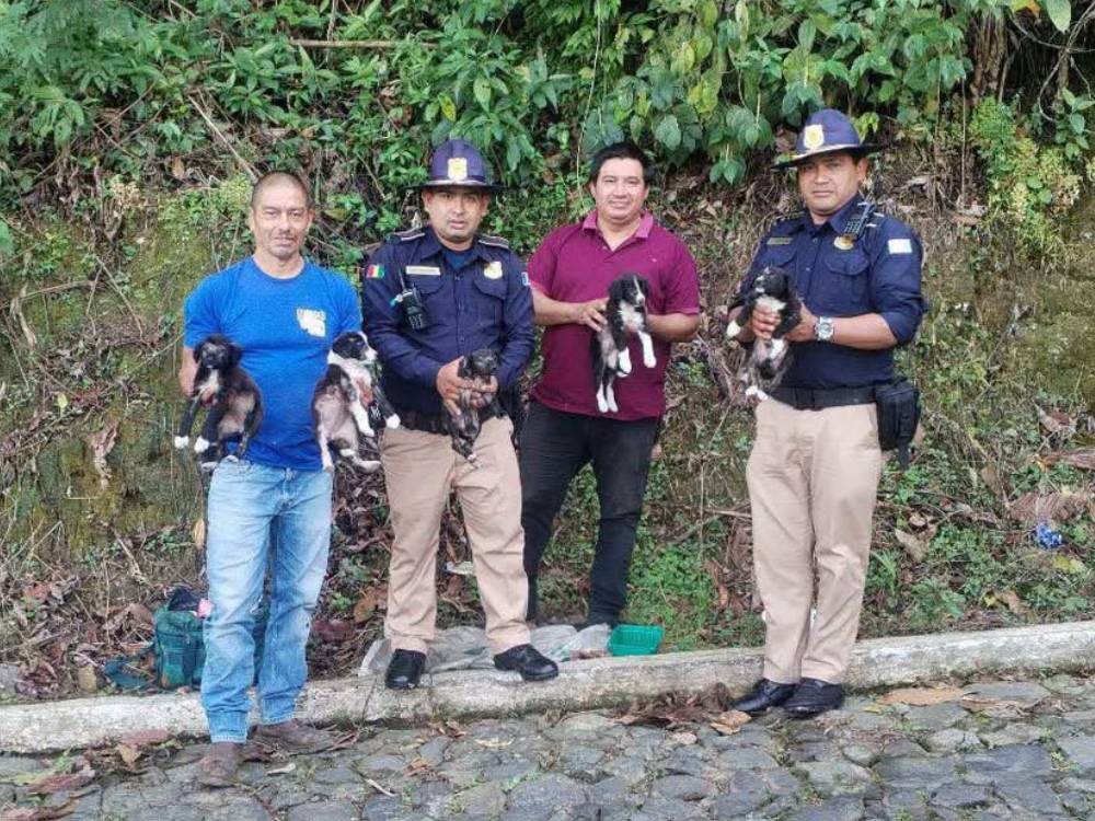 Rescatan a cinco perritos abandonadas en San Rafael Pie de la Cuesta