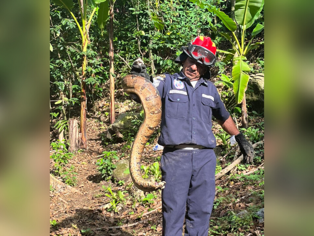 Rescatan a mazacuata que se encontraba dentro de una casa en San Pablo, San Marcos