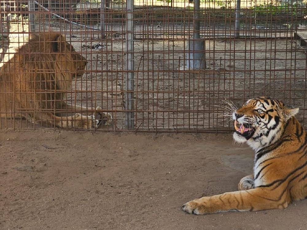 Rescatan a tigre y león que se encontraban en cautiverio en una finca en El Progreso
