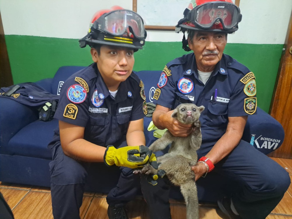 Rescatan a un micoleón, especie en peligro de extinción