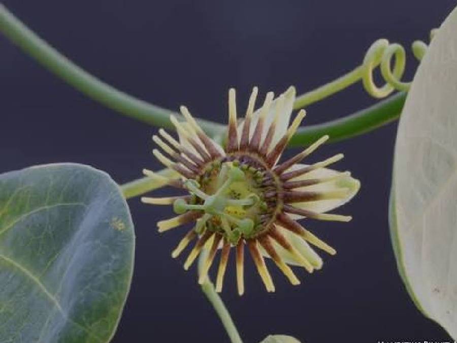 Resurrección botánica en Guatemala: redescubren la Passiflora clypeophylla tras 135 años de presunta extinción