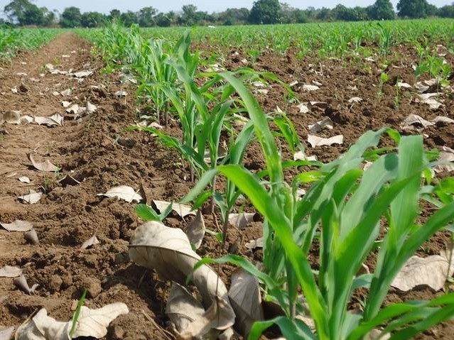 Salud de Huehuetenango emite alerta para evitar intoxicación al consumir alimentos por el uso de plaguicidas
