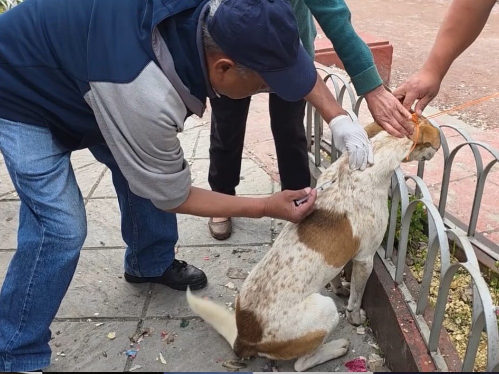 San Marcos alcanza el 82 por ciento de vacunación de perros y gatos