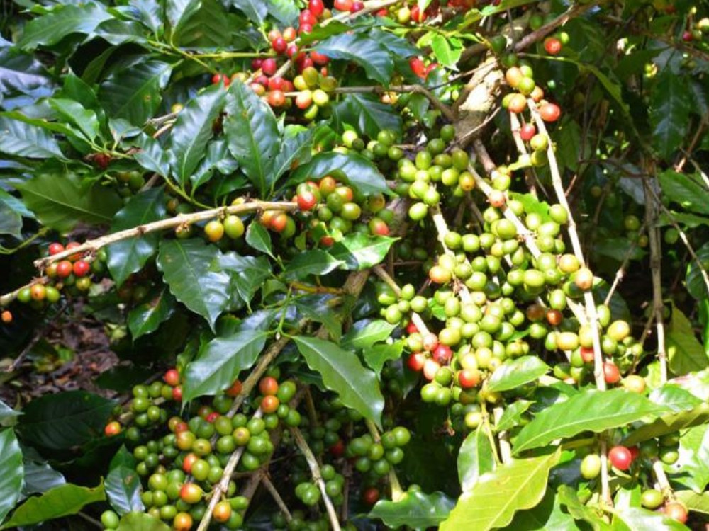 Se acerca nuevo frente frío y el MAGA emite recomendaciones agropecuarias