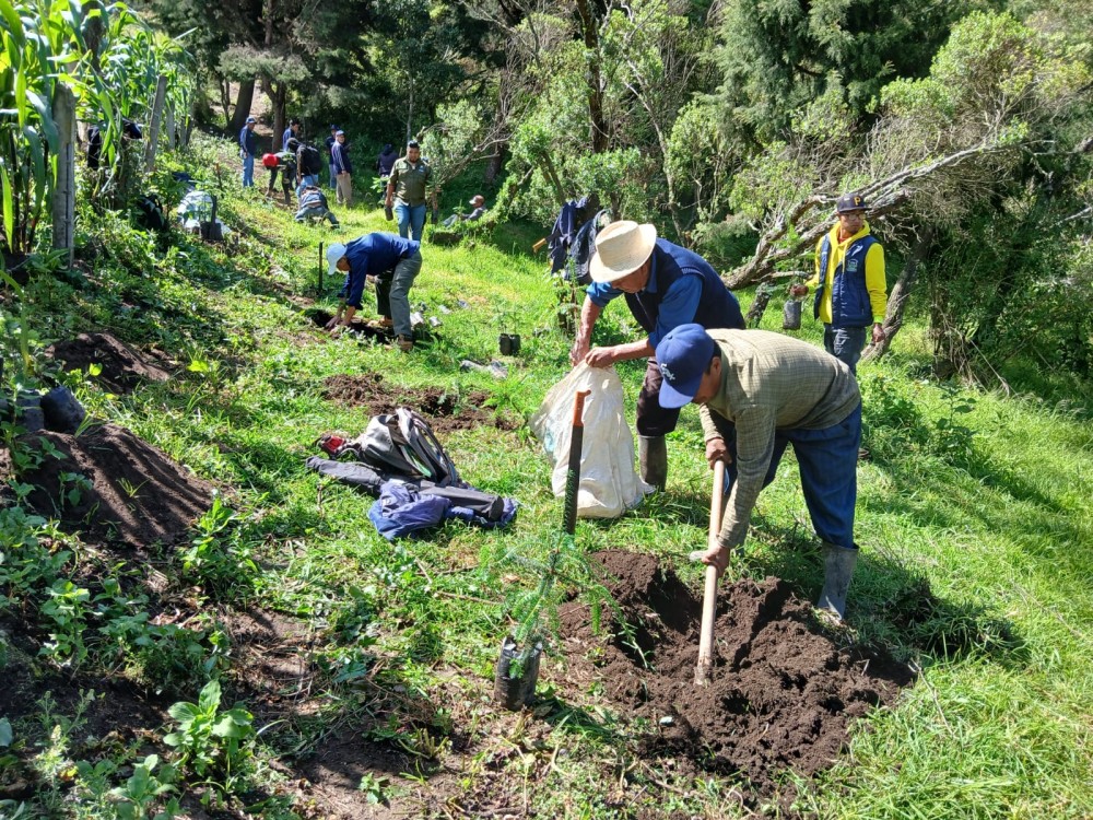 Siembran más de 143 mil árboles en San Marcos durante campaña de reforestación 