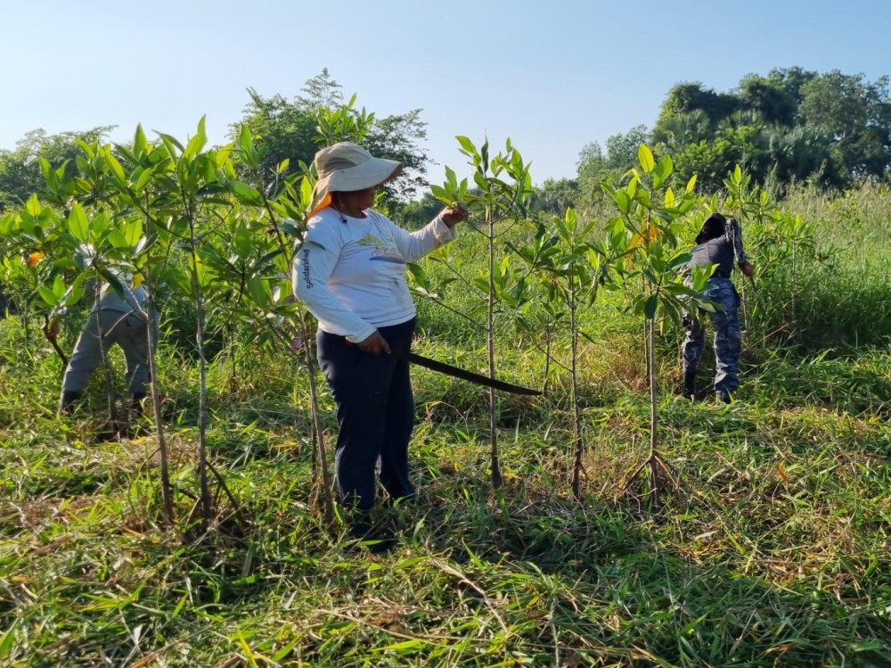 Siembran árboles de mangle en comunidad de San Marcos