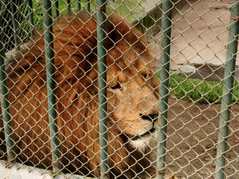 “Simba”  será disecado y estará expuesto en el museo de Casa de la Cultura 