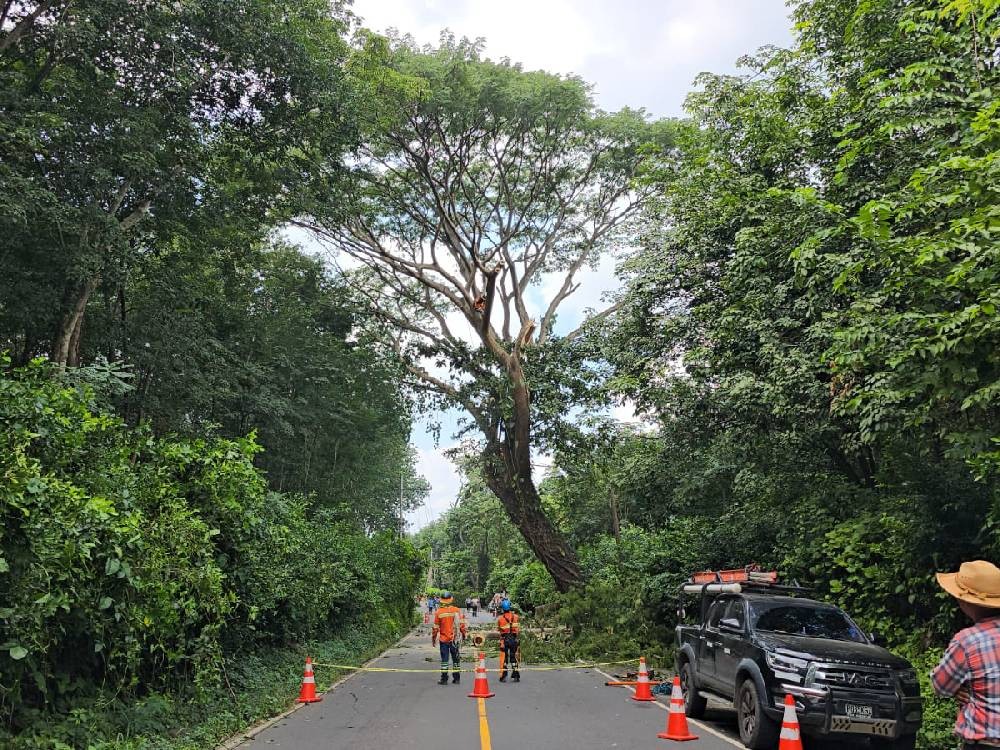 Talan árbol que ponía en peligro a conductores 