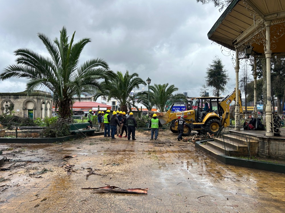Talarán mayoría de árboles antiguos del Parque Benito Juárez
