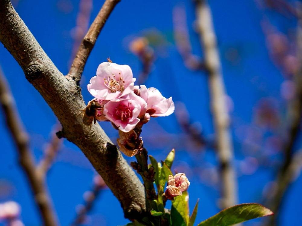 Tour de la Floración, una experiencia única para compartir en familia y con amigos 