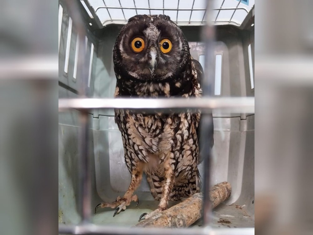 Tras 40 días de rehabilitación liberan en zona boscosa de Quetzaltenango a un búho negruzco rescatado en San Marcos 