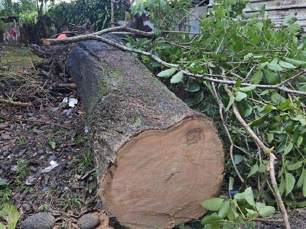 Tres personas, entre ellas una niña de 2 años, se salvaron de morir tras caerles un árbol 