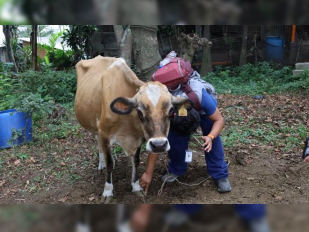MAGA brindó atención veterinaria a comunidades afectadas por la actividad del volcán de Fuego