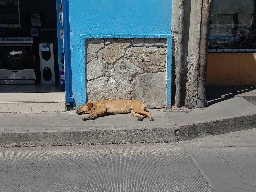 Vecinos denuncian envenenamiento de perros en la zona 1 de Huehuetenango
