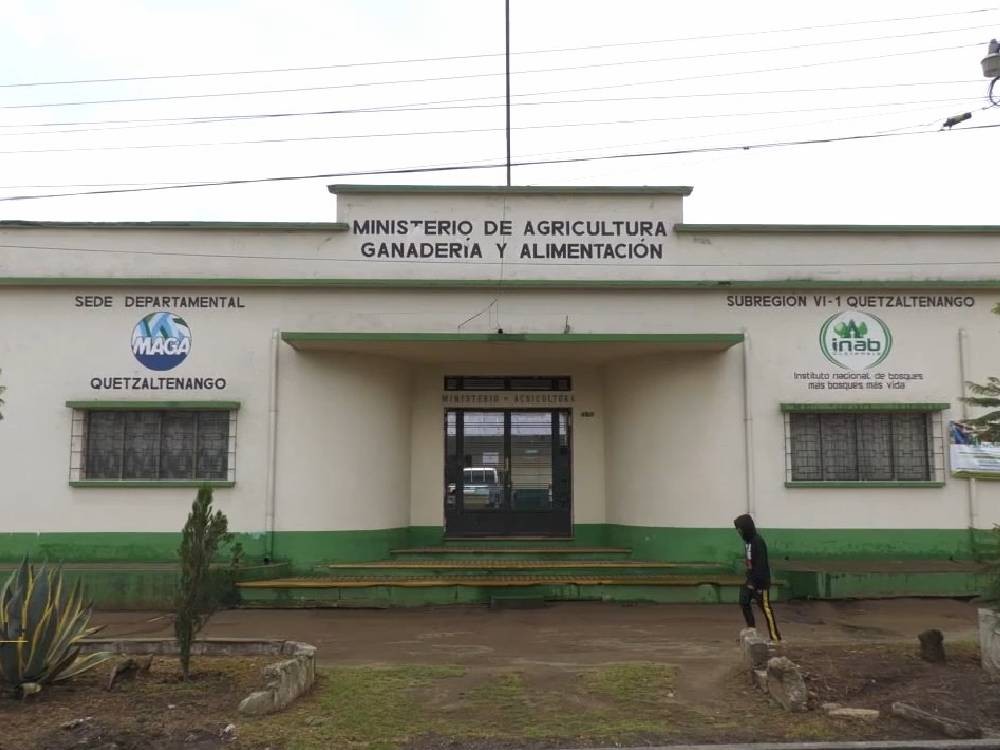 VIDEO | Detectan incremento de casos de gusano barrenador en Quetzaltenango 
