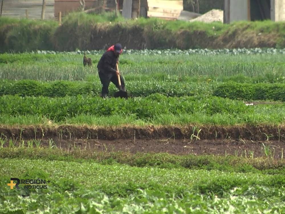 VIDEO | MAGA identifica municipios en riesgo por bajas temperaturas 