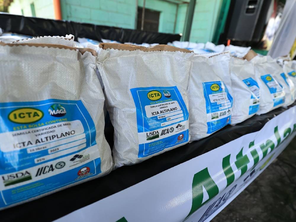 VIDEO | Ministro de Agricultura presenta en Quetzaltenango nueva semilla de maíz mejorada