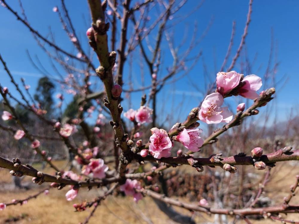 VIDEO | Todo listo para el séptimo Tour de la Floración 