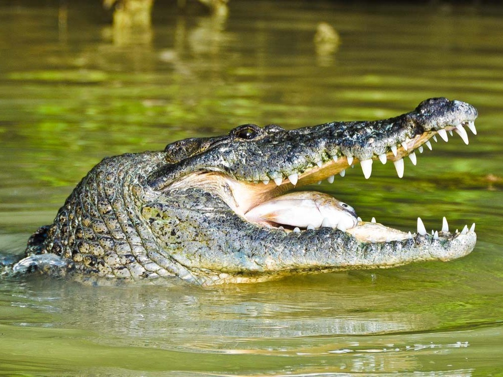 VIDEO: Lagartos salen de su hábitat tras crecida de río Chixoy en Quiché
